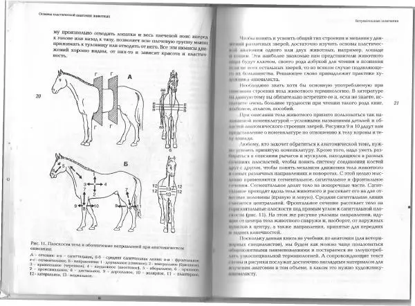  - Рисование животных и птиц - Страница № 9