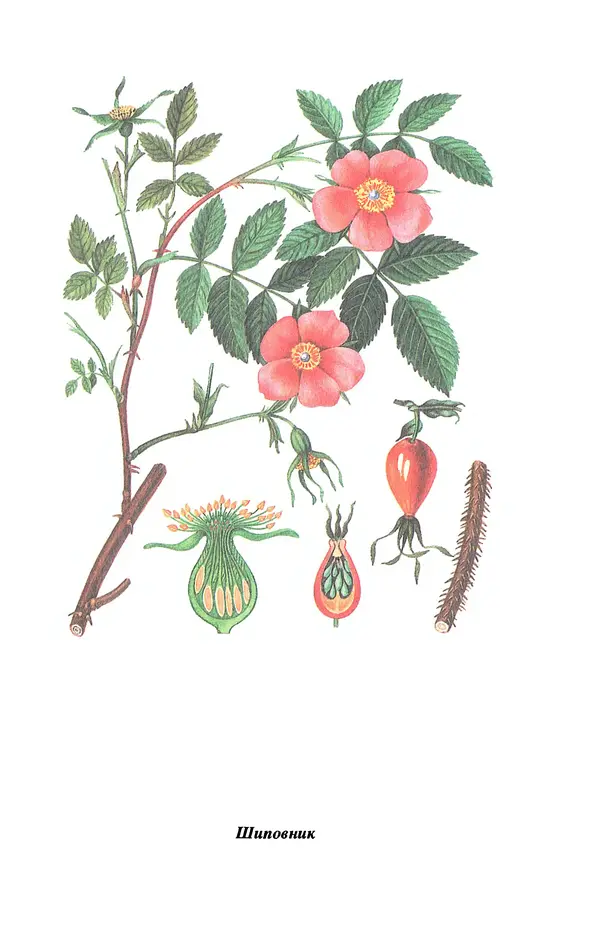 Лидия Николайчук - Домашние заготовки из дикорастущих растений - Страница № 69