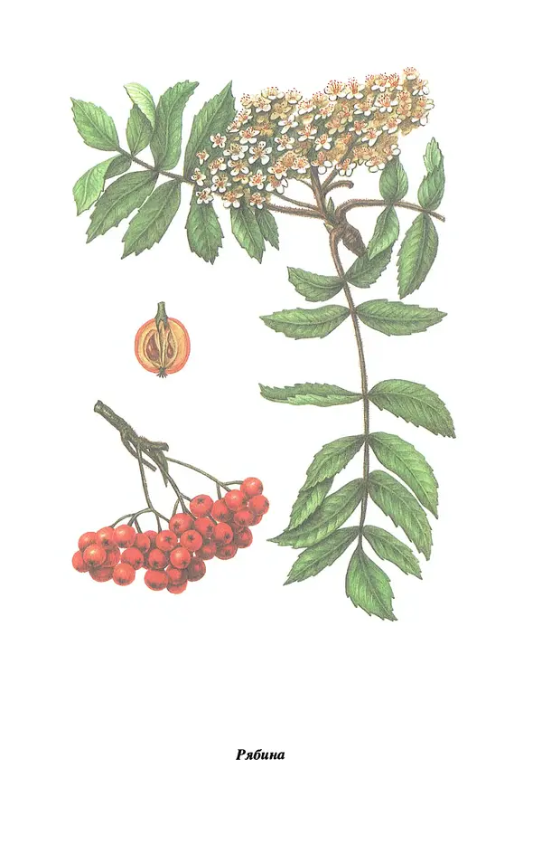 Лидия Николайчук - Домашние заготовки из дикорастущих растений - Страница № 71