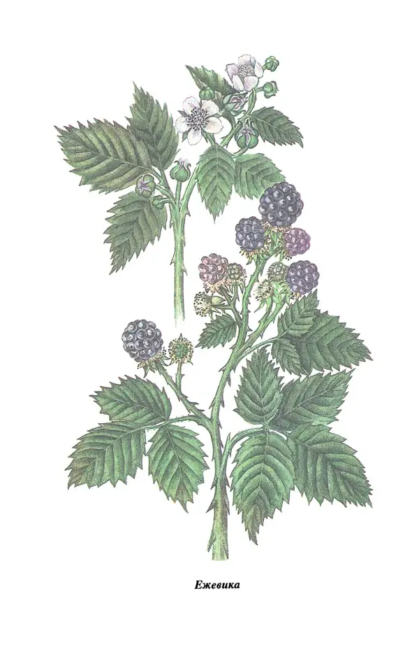 Лидия Николайчук - Домашние заготовки из дикорастущих растений - Страница № 72