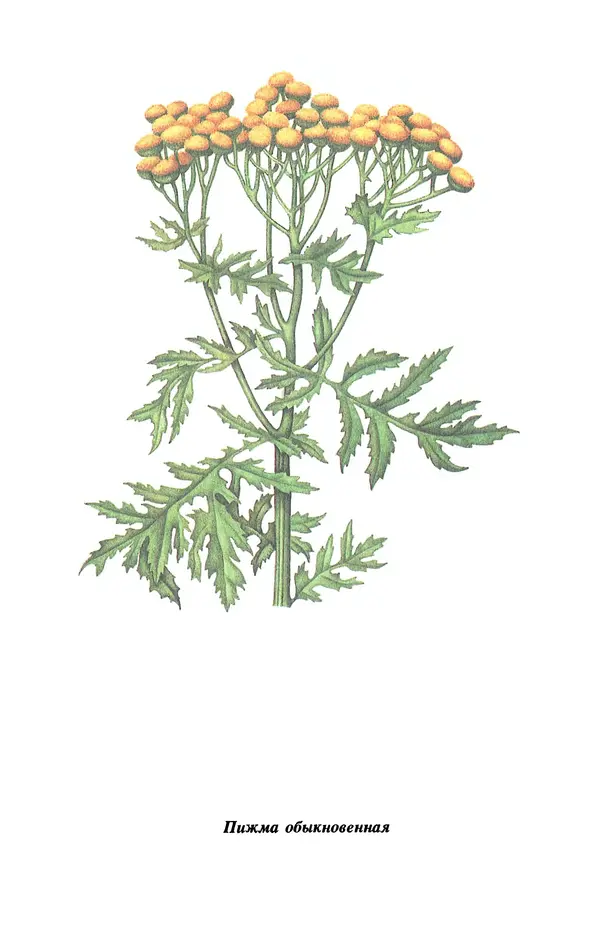 Лидия Николайчук - Домашние заготовки из дикорастущих растений - Страница № 76