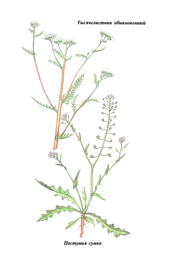 Лидия Николайчук - Домашние заготовки из дикорастущих растений - Страница № 77