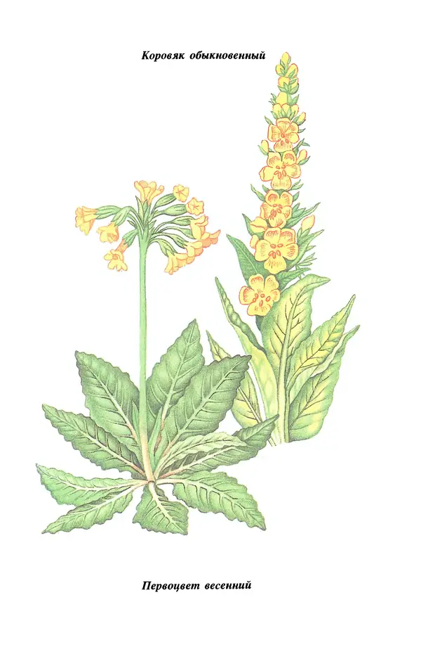 Лидия Николайчук - Домашние заготовки из дикорастущих растений - Страница № 79