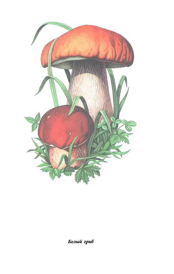 Лидия Николайчук - Домашние заготовки из дикорастущих растений - Страница № 81