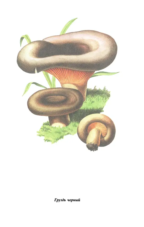 Лидия Николайчук - Домашние заготовки из дикорастущих растений - Страница № 83