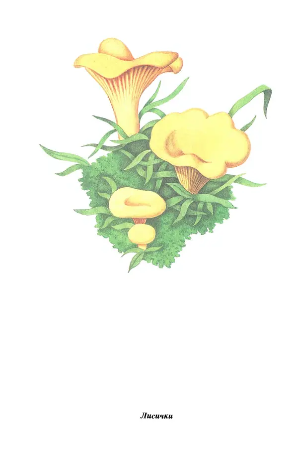 Лидия Николайчук - Домашние заготовки из дикорастущих растений - Страница № 84