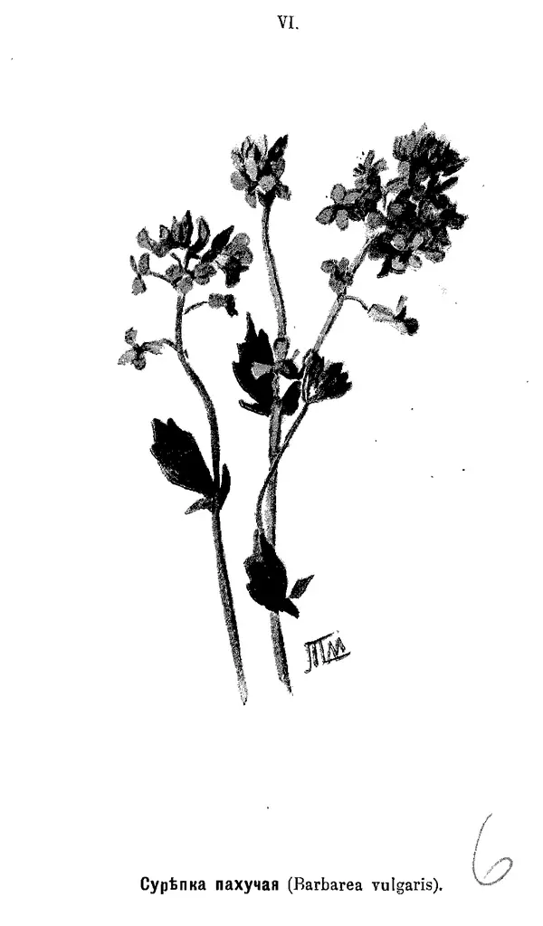 Дмитрий Кайгородов - Наши весенние цветы - Страница № 109