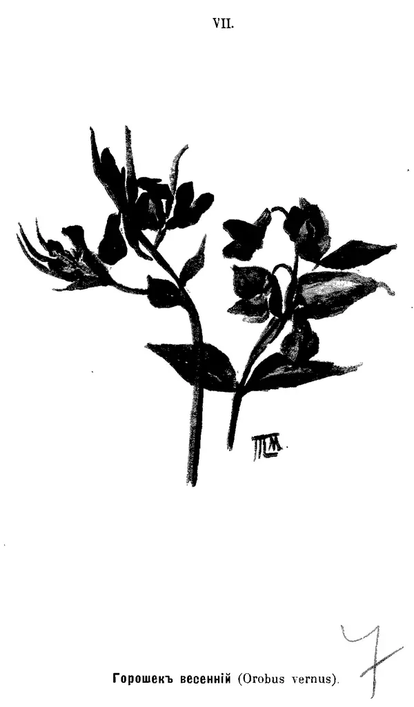 Дмитрий Кайгородов - Наши весенние цветы - Страница № 114