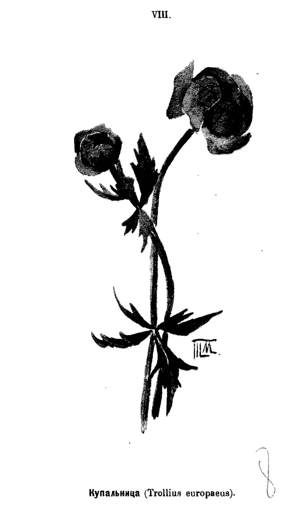 Дмитрий Кайгородов - Наши весенние цветы - Страница № 121