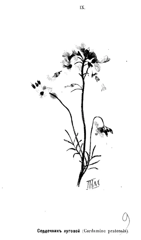 Дмитрий Кайгородов - Наши весенние цветы - Страница № 126