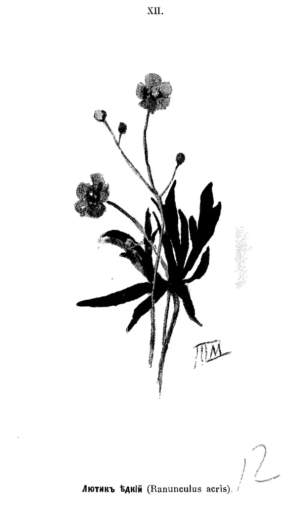 Дмитрий Кайгородов - Наши весенние цветы - Страница № 137