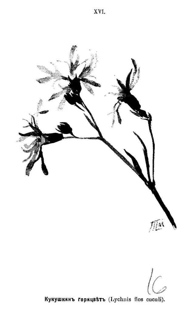 Дмитрий Кайгородов - Наши весенние цветы - Страница № 153