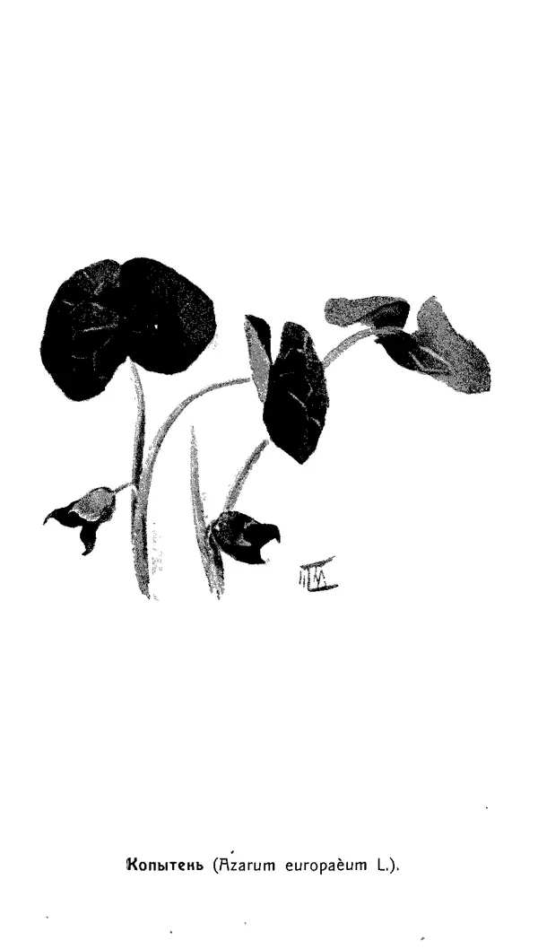 Дмитрий Кайгородов - Наши весенние цветы - Страница № 162