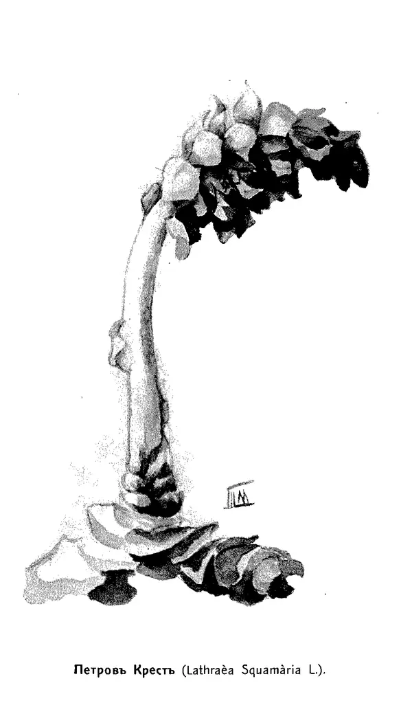 Дмитрий Кайгородов - Наши весенние цветы - Страница № 172