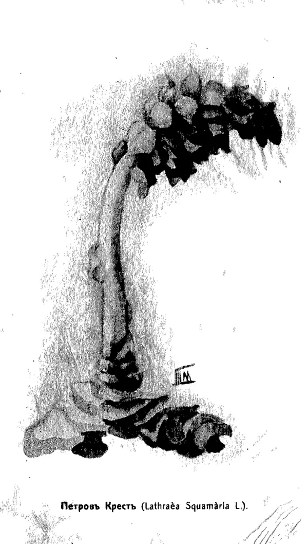 Дмитрий Кайгородов - Наши весенние цветы - Страница № 174