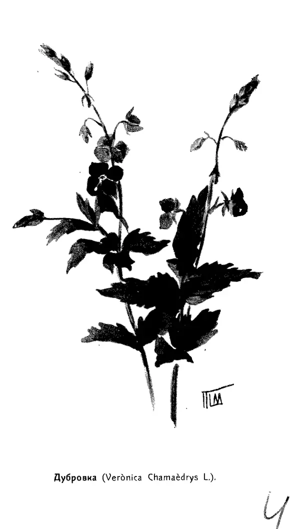 Дмитрий Кайгородов - Наши весенние цветы - Страница № 181