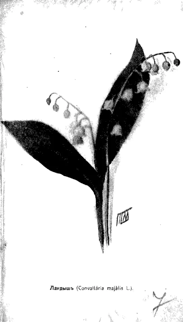 Дмитрий Кайгородов - Наши весенние цветы - Страница № 198