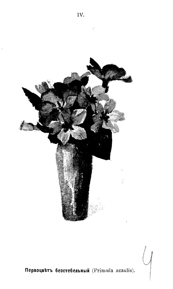 Дмитрий Кайгородов - Наши весенние цветы - Страница № 20