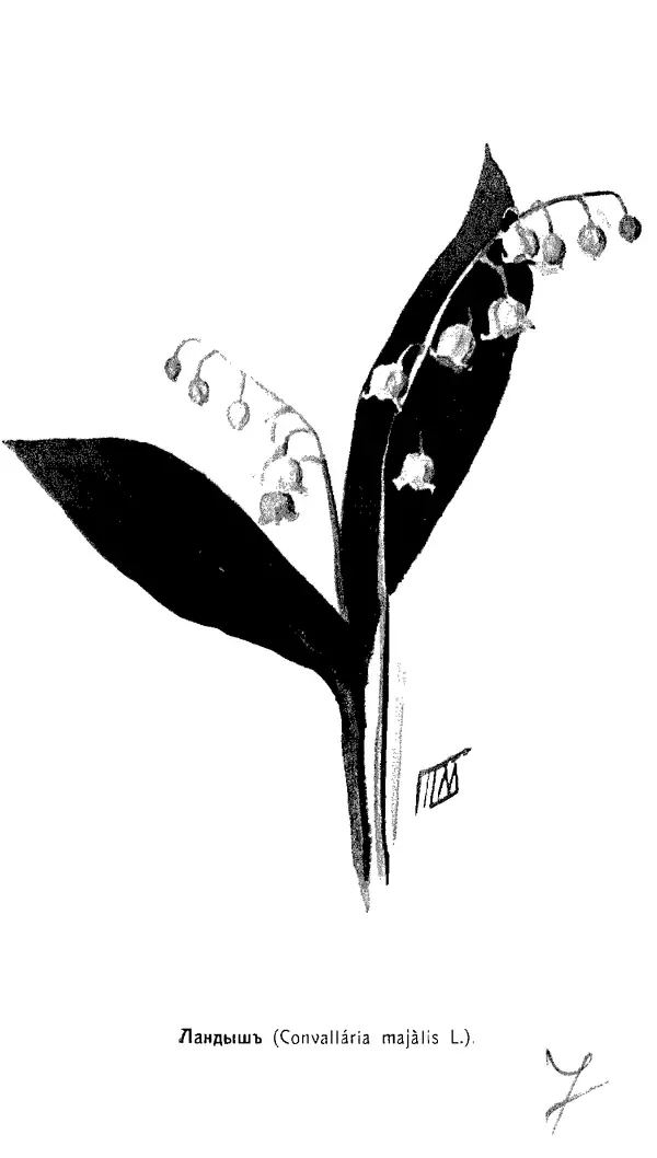 Дмитрий Кайгородов - Наши весенние цветы - Страница № 200