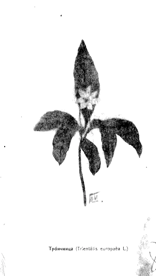 Дмитрий Кайгородов - Наши весенние цветы - Страница № 211