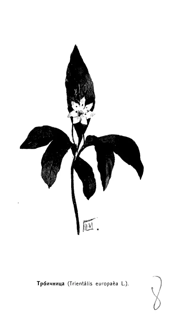 Дмитрий Кайгородов - Наши весенние цветы - Страница № 213