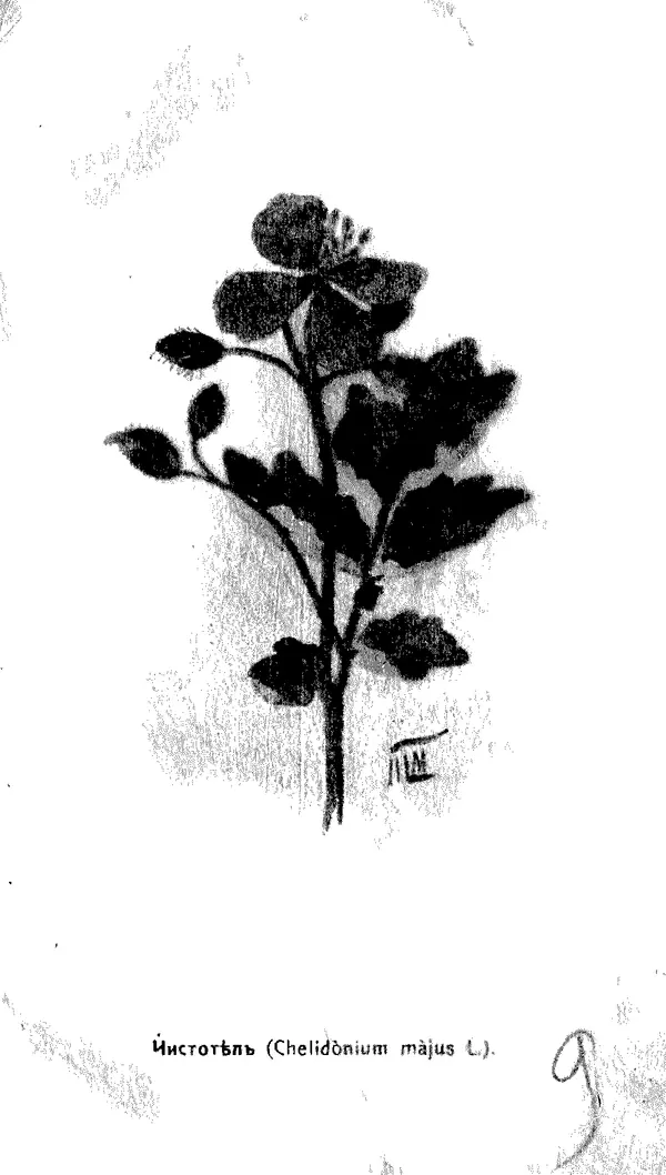 Дмитрий Кайгородов - Наши весенние цветы - Страница № 216