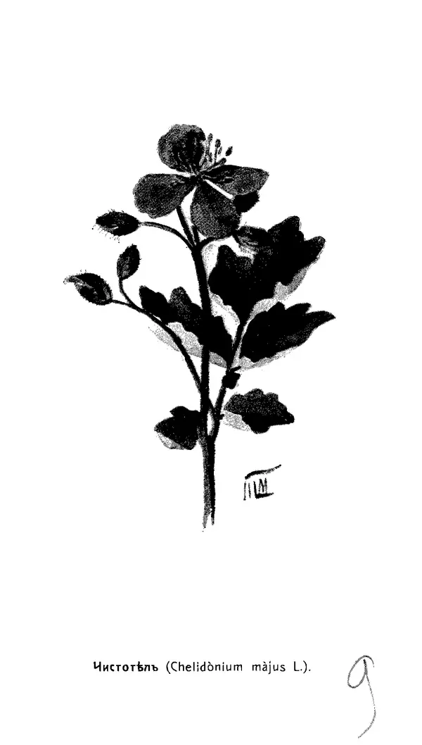 Дмитрий Кайгородов - Наши весенние цветы - Страница № 218