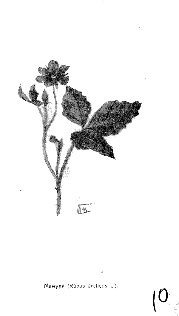 Дмитрий Кайгородов - Наши весенние цветы - Страница № 223