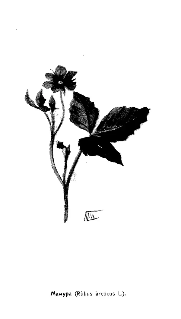 Дмитрий Кайгородов - Наши весенние цветы - Страница № 225