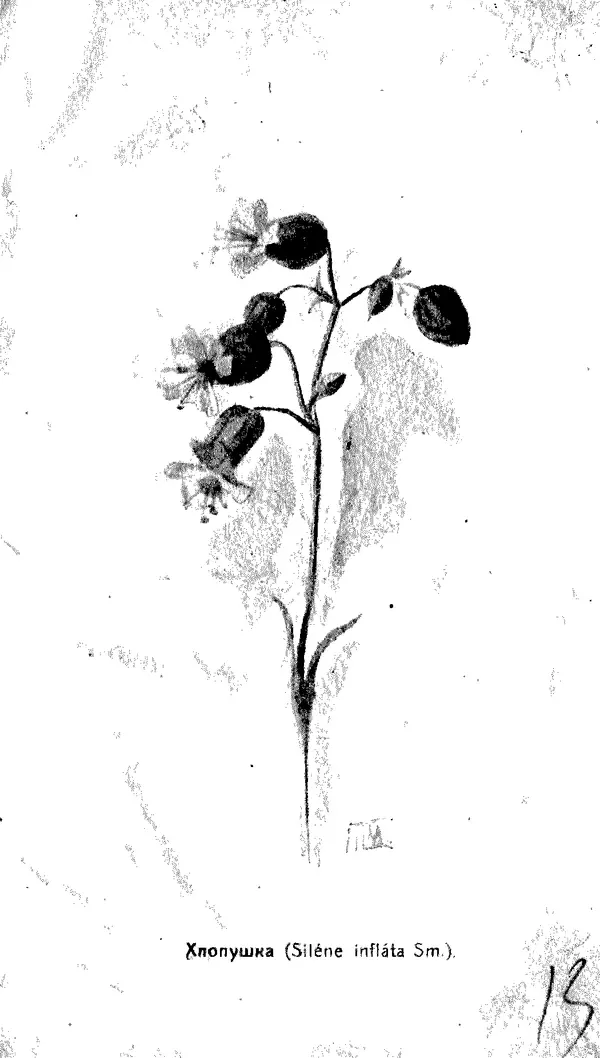 Дмитрий Кайгородов - Наши весенние цветы - Страница № 240