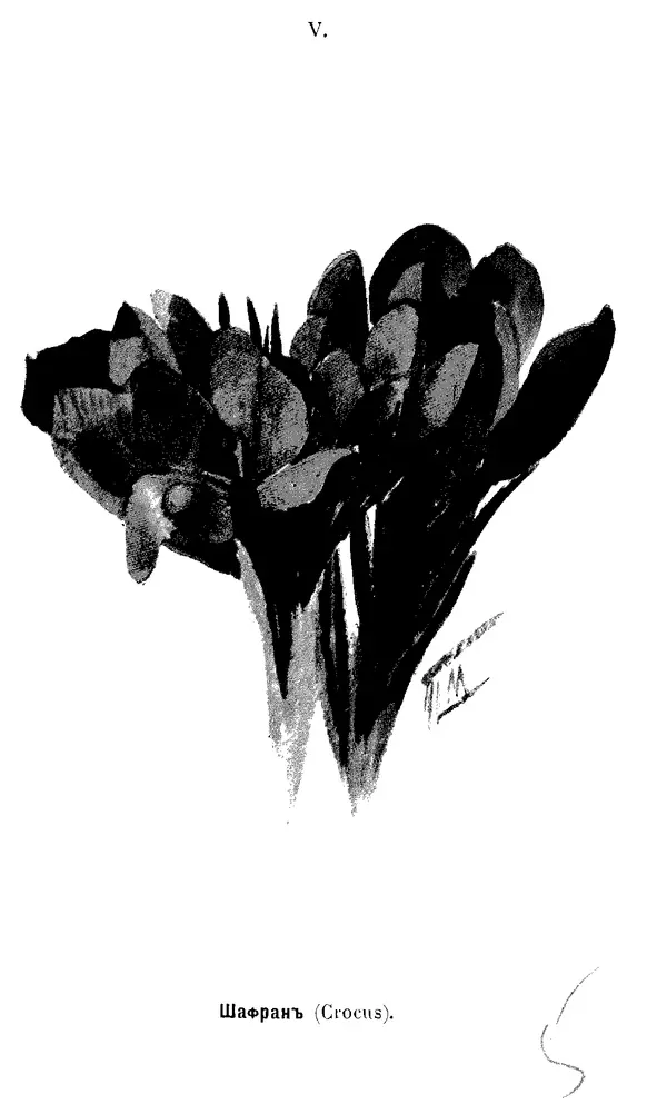 Дмитрий Кайгородов - Наши весенние цветы - Страница № 25