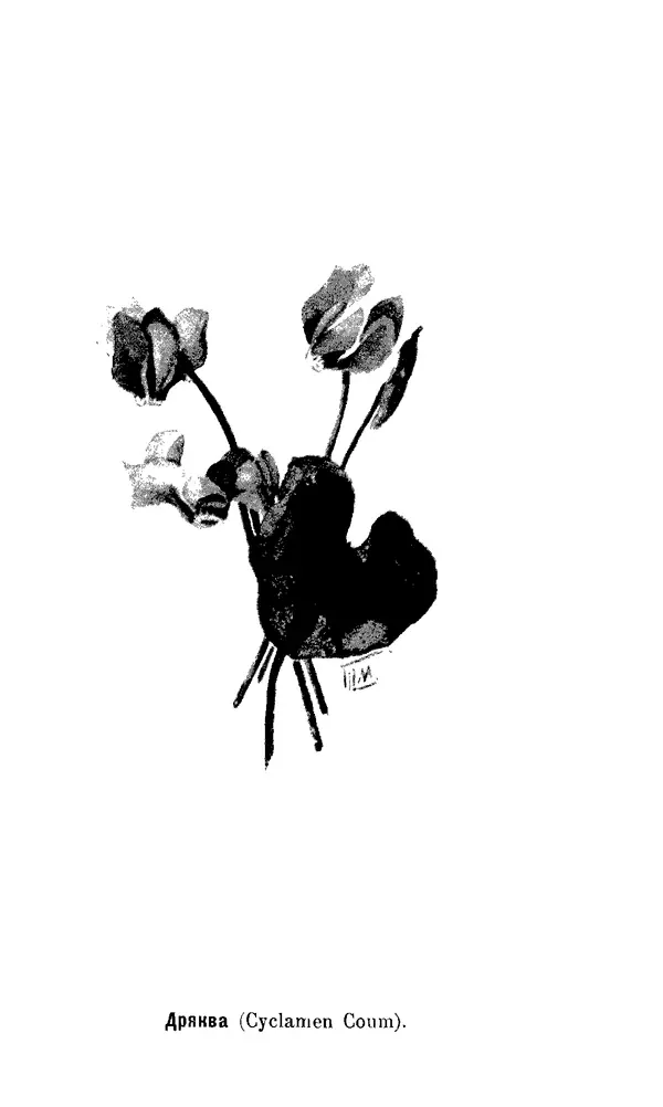 Дмитрий Кайгородов - Наши весенние цветы - Страница № 3