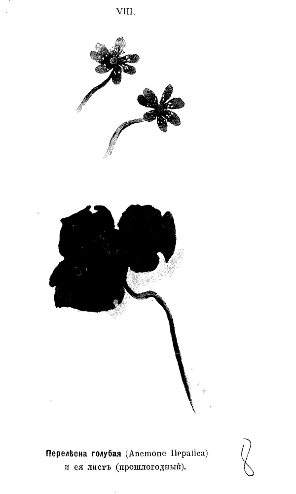 Дмитрий Кайгородов - Наши весенние цветы - Страница № 40