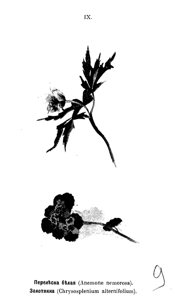 Дмитрий Кайгородов - Наши весенние цветы - Страница № 45