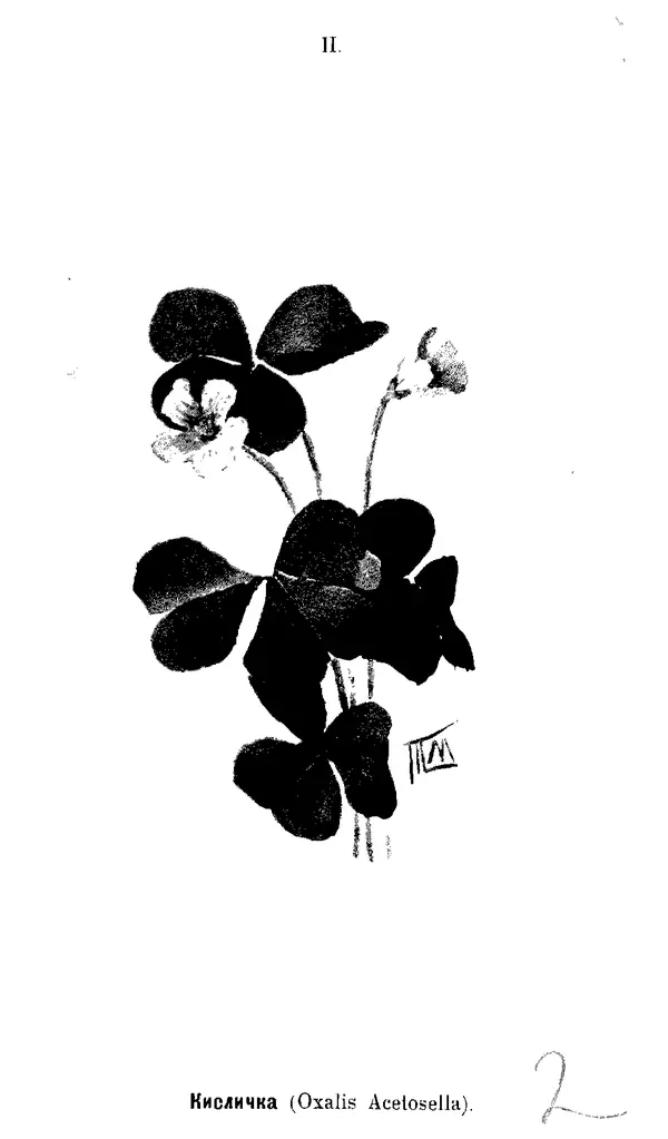 Дмитрий Кайгородов - Наши весенние цветы - Страница № 93