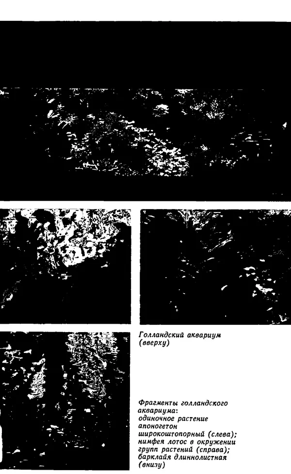 Семен Глейзер - Необычный аквариум - Страница № 65
