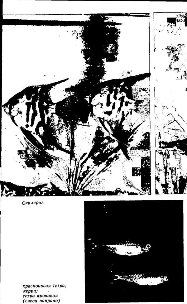 Семен Глейзер - Необычный аквариум - Страница № 70