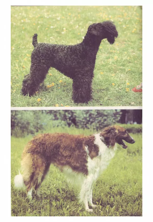 Галина Леонова - Почти все о собаках - Страница № 36