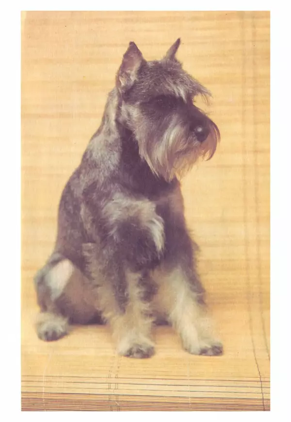 Галина Леонова - Почти все о собаках - Страница № 37