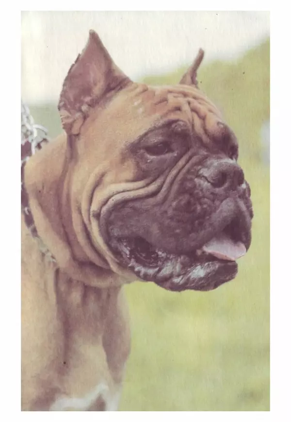 Галина Леонова - Почти все о собаках - Страница № 39