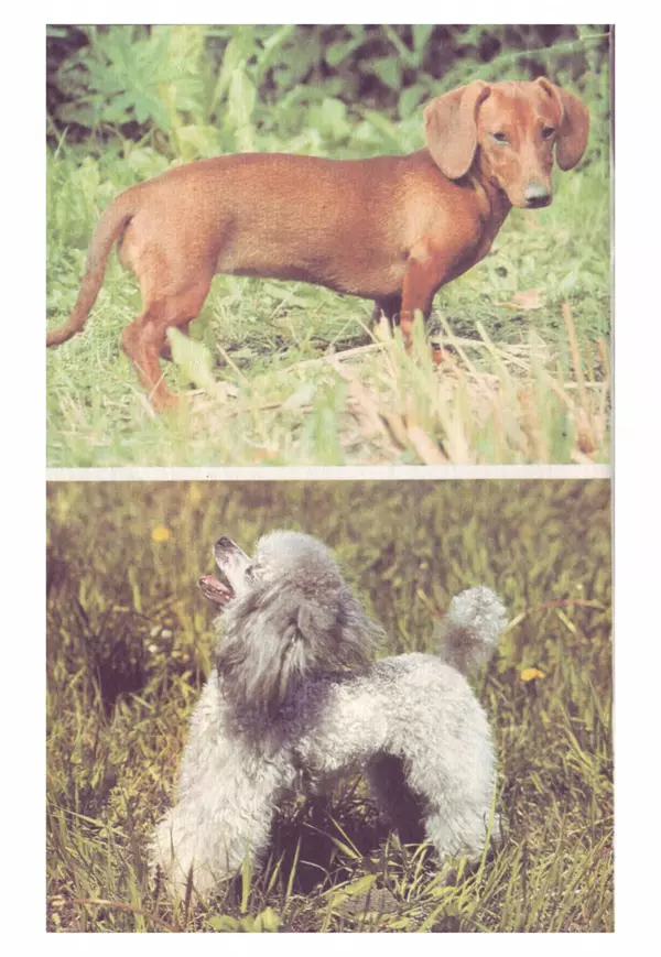 Галина Леонова - Почти все о собаках - Страница № 40