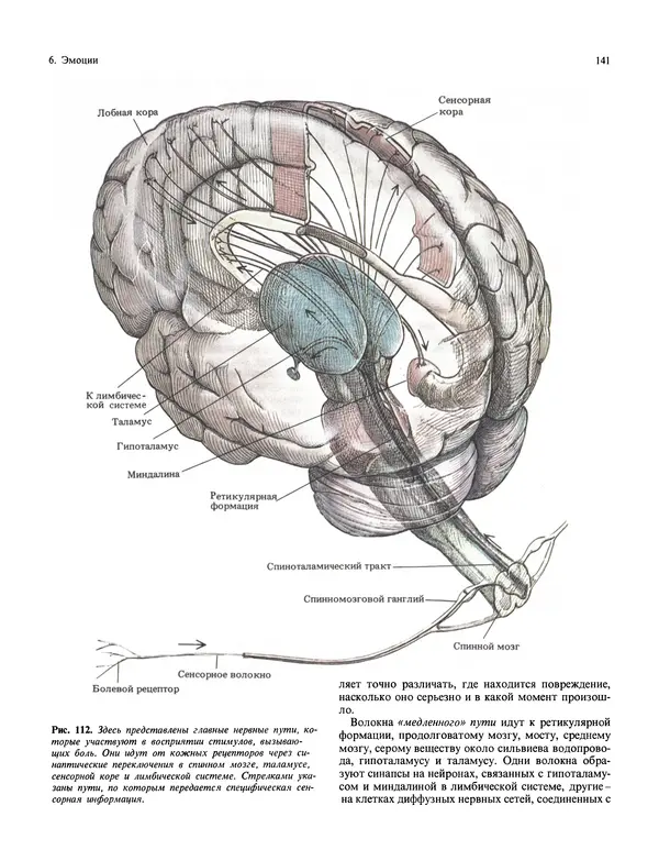 Флойд Блум - Мозг, разум и поведение - Страница № 142