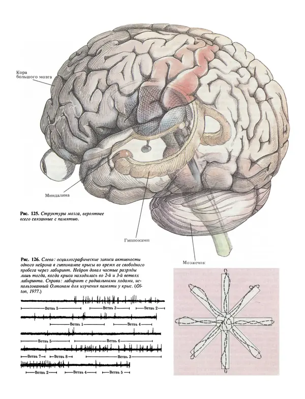 Флойд Блум - Мозг, разум и поведение - Страница № 158