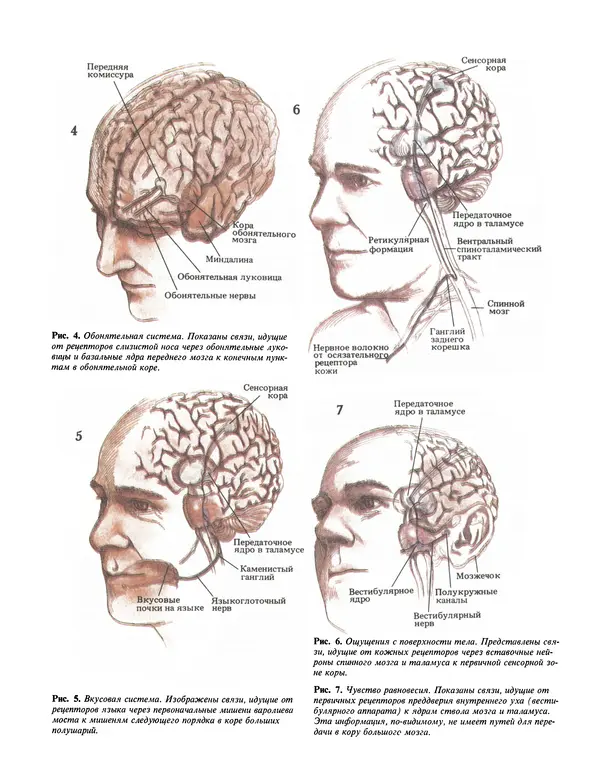 Флойд Блум - Мозг, разум и поведение - Страница № 17