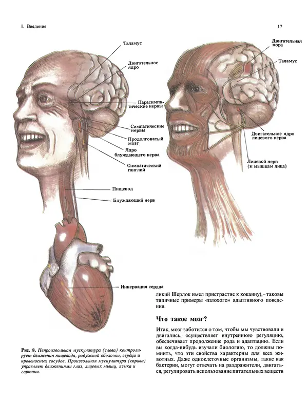 Флойд Блум - Мозг, разум и поведение - Страница № 18
