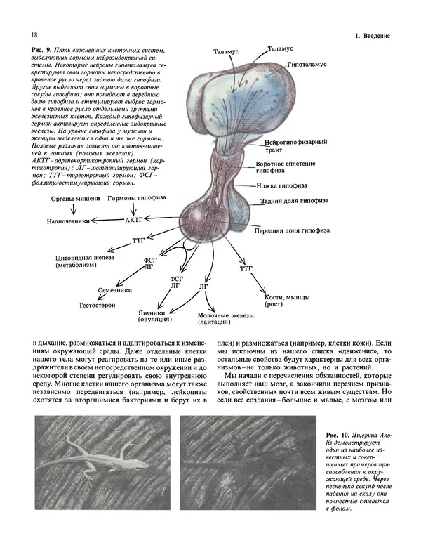 Флойд Блум - Мозг, разум и поведение - Страница № 19