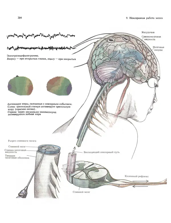 Флойд Блум - Мозг, разум и поведение - Страница № 205