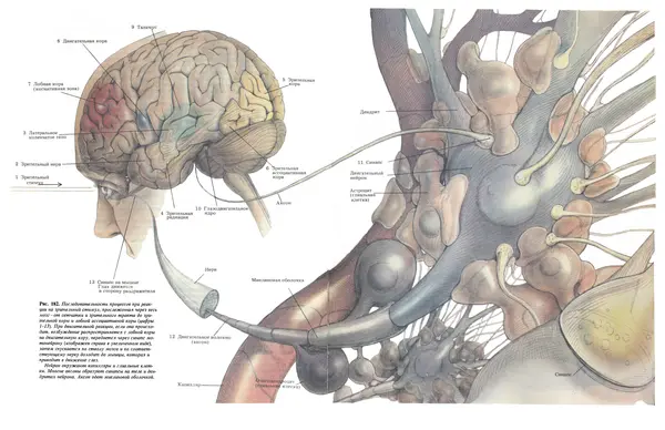Флойд Блум - Мозг, разум и поведение - Страница № 241