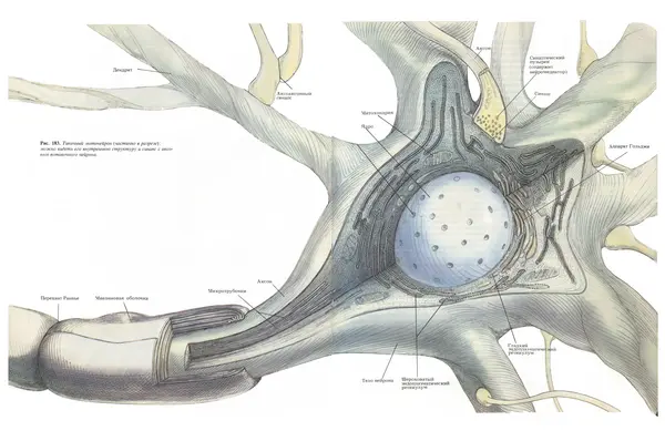 Флойд Блум - Мозг, разум и поведение - Страница № 242