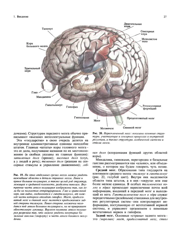 Флойд Блум - Мозг, разум и поведение - Страница № 28